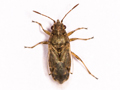 Nysius senecionis